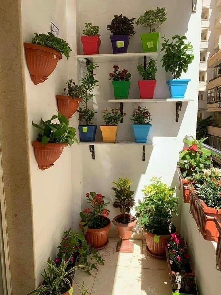 ازرع في بيتك